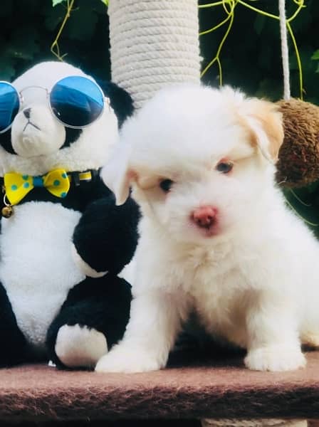 Maltese Puppy Available 8