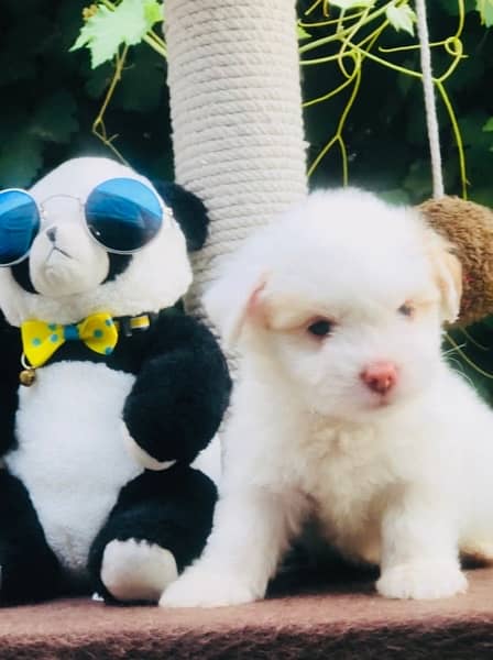 Maltese Puppy Available 9