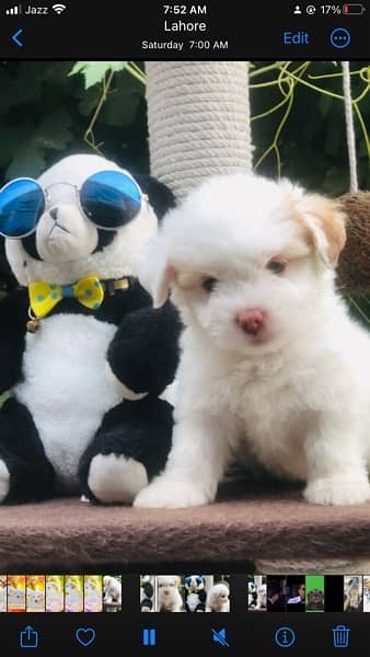 Maltese Puppy Available 10