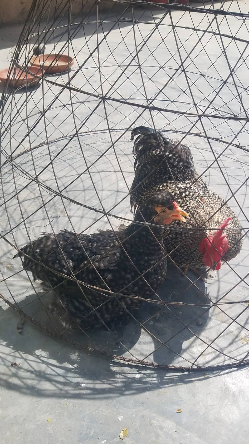 Fancy hens available price fnf hain 1