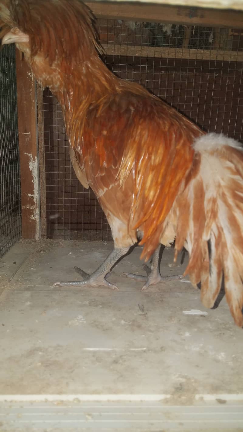 Fancy hens available price fnf hain 2