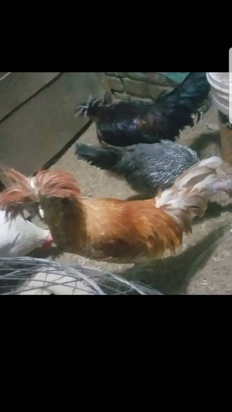 Fancy hens available price fnf hain 3