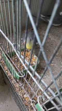 2 year old three cocktail for sale with big size cage.