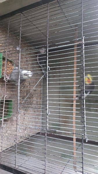 2 year old three cocktail for sale with big size cage. 2