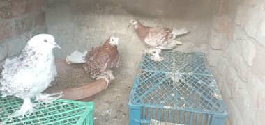 Frill back pigeon chicks 40 days old whatsapp number 03187768184