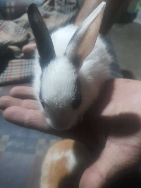 Rabit/Rabbit / Brown Breeder Babbit / Rabbit for sale 4