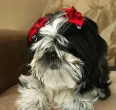 Shih Tzu / Shitzu Pedigreed 5 months old  show class puppies for sale