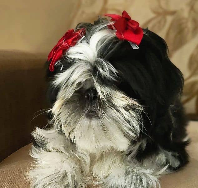 Shih Tzu / Shitzu Pedigreed 5 months old  show class puppies for sale 0