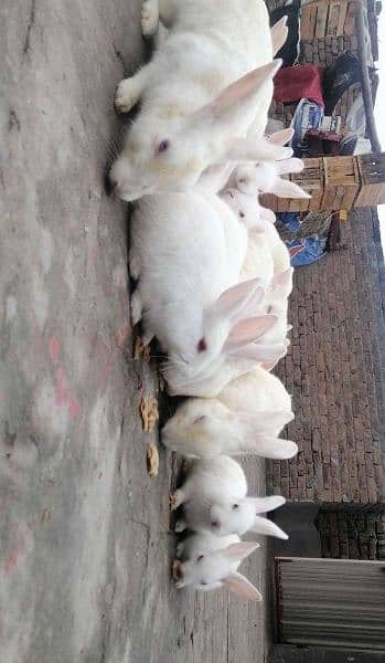 white Rabbits with RED eyes 1
