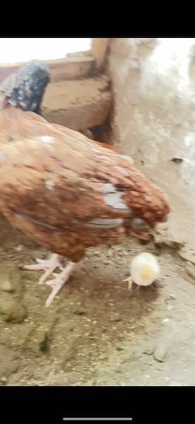 Aseel chicks 8