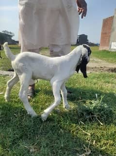 Goat For sale / Bakra / Sheep / Bakri / Patha