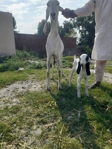 Goat For sale / Bakra / Sheep / Bakri / Patha 2