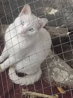 Persian white eyes cat for sell