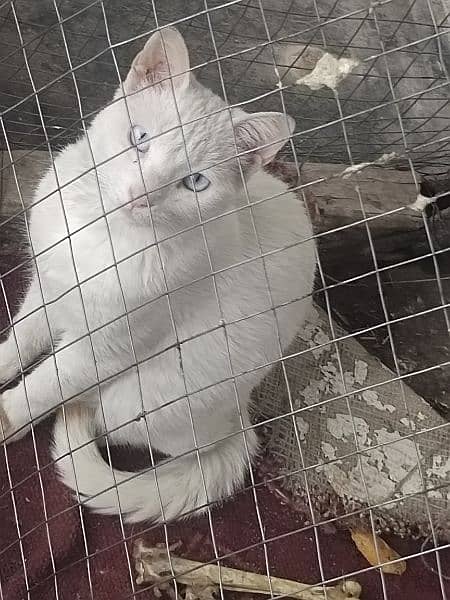 Persian white eyes cat for sell 0
