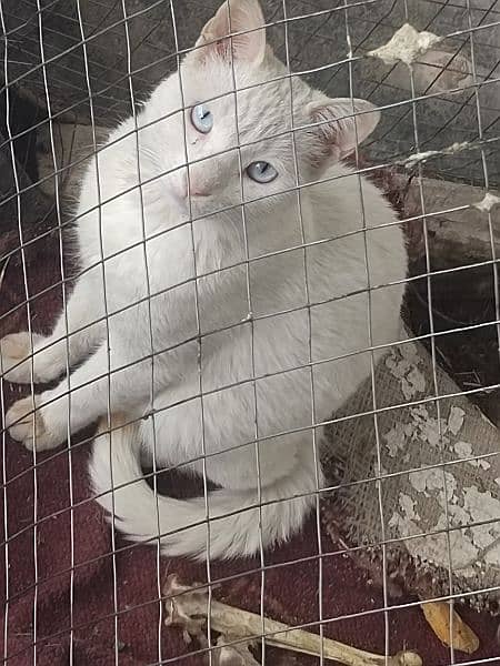 Persian white eyes cat for sell 1