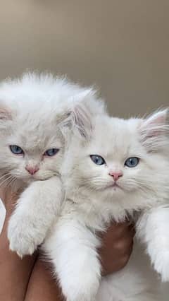 Persian cat long coat pair age 3month