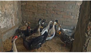Ducks breeder for sale