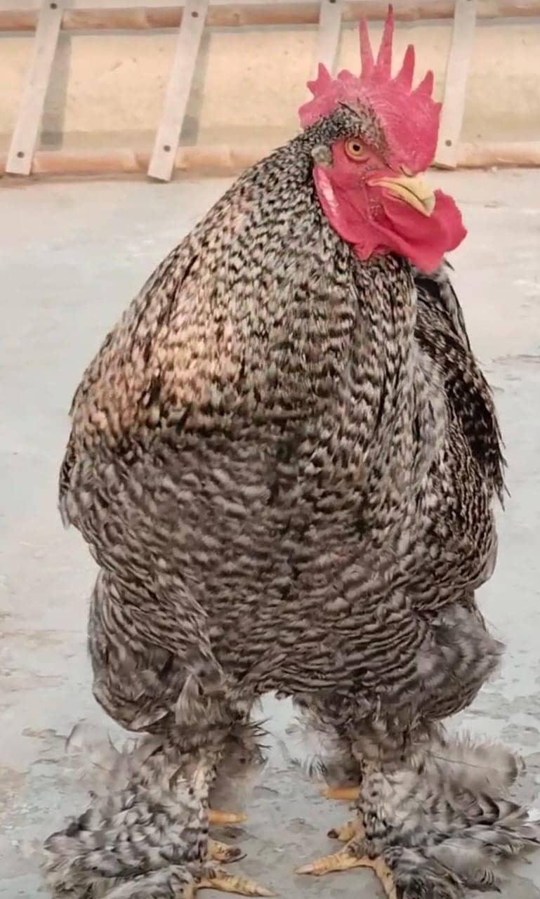 Misri Hen, COCO Heavy Buff Males 3