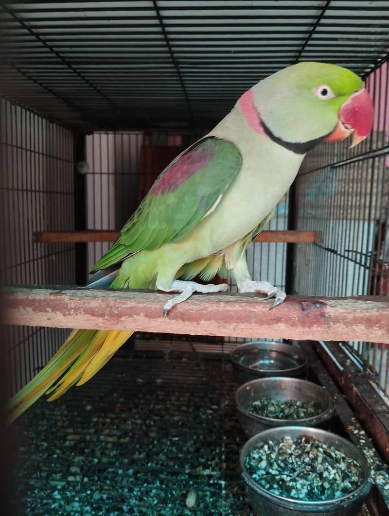 Alexanderian raw parrot (raw) 0