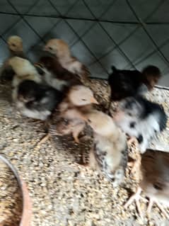 Aseel Chicks for sale 0