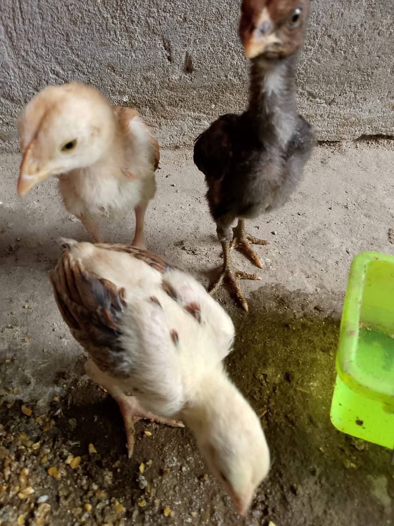 Aseel Chicks for sale 1