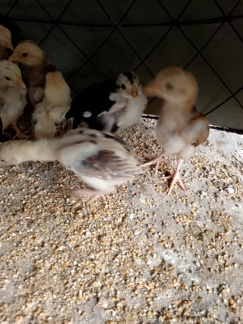 Aseel Chicks for sale 2