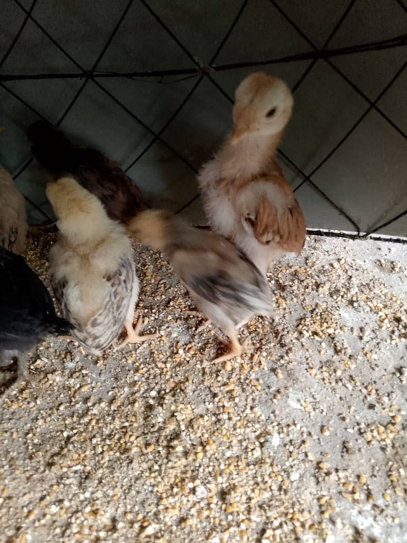 Aseel Chicks for sale 3