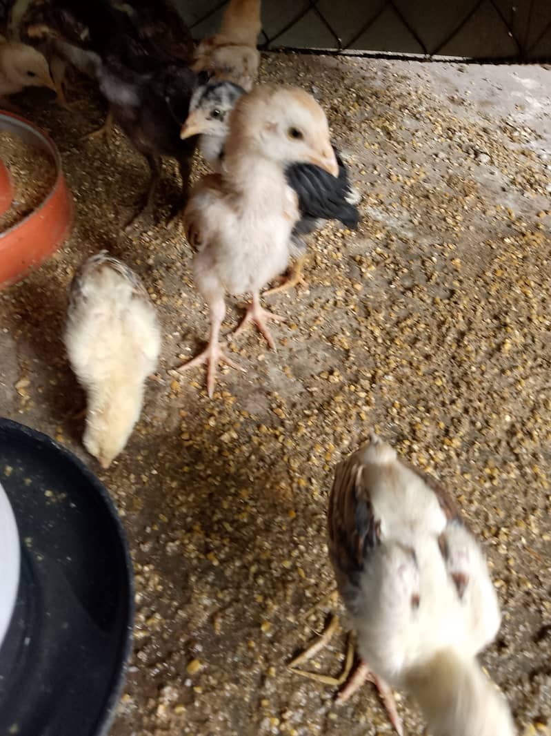 Aseel Chicks for sale 4