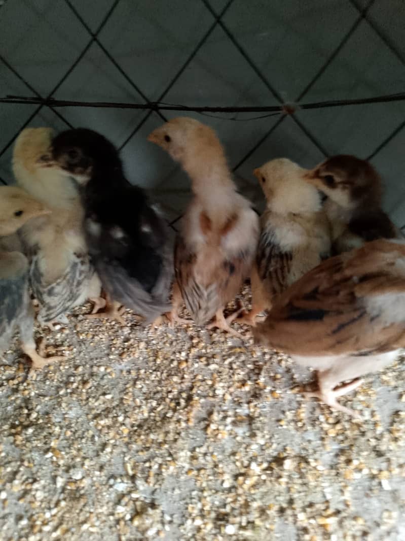 Aseel Chicks for sale 5