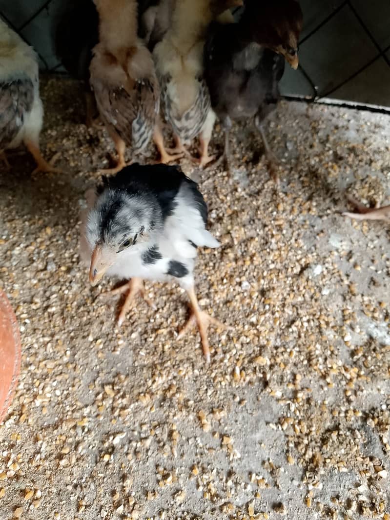 Aseel Chicks for sale 6