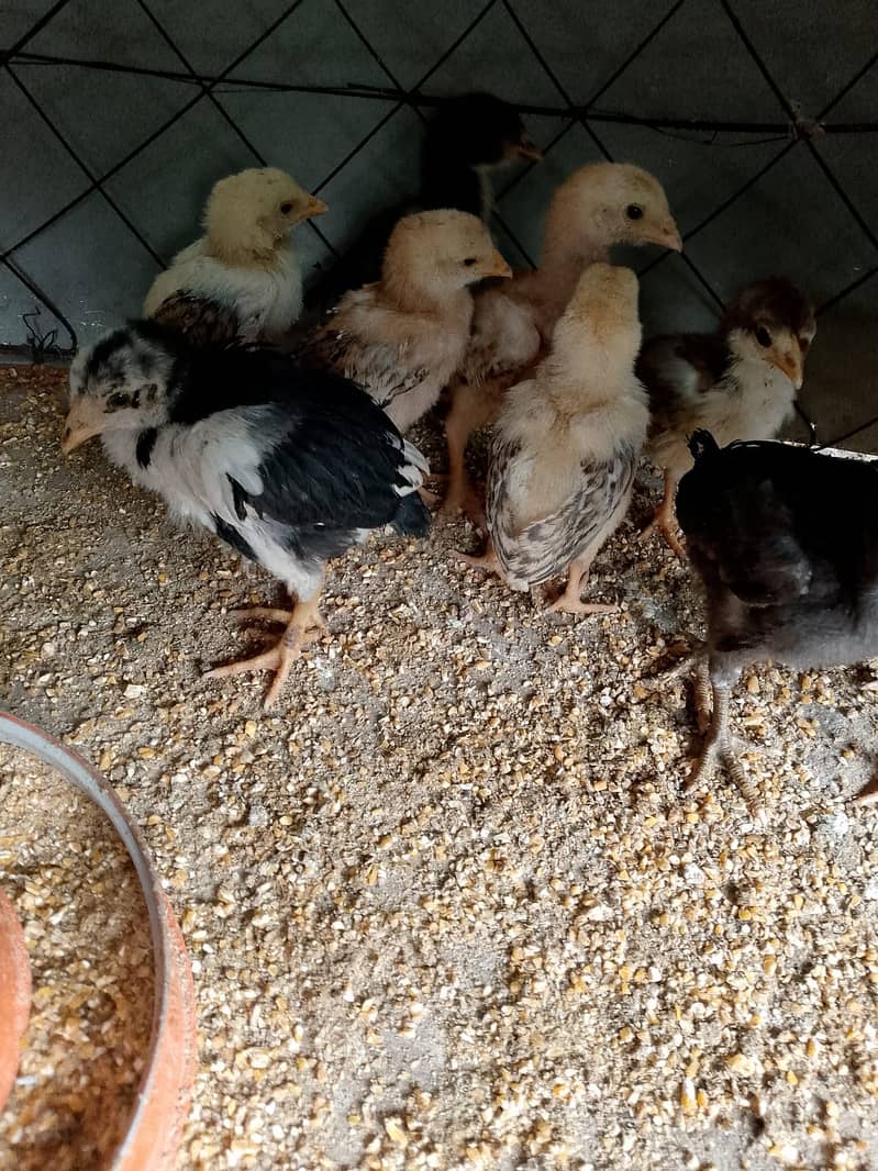 Aseel Chicks for sale 7