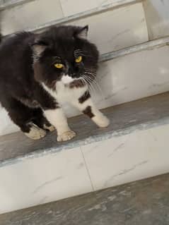 persion male cat available for sale