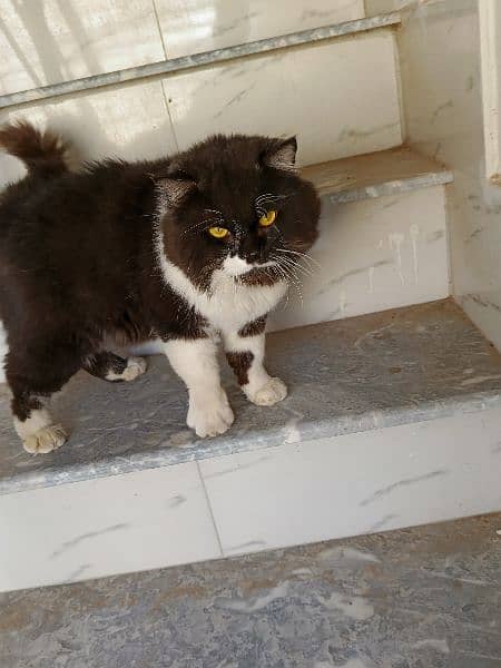 persion male cat available for sale 1