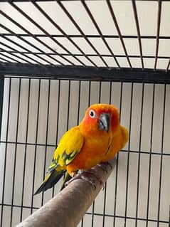 Sun Conure