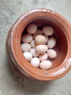 Miyawali Hen Aseel Egg for sale