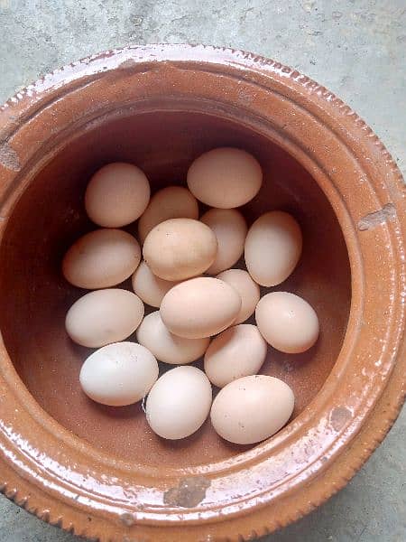 Miyawali Hen Aseel Egg for sale 2