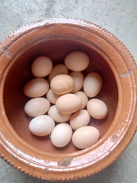 Miyawali Hen Aseel Egg for sale 4