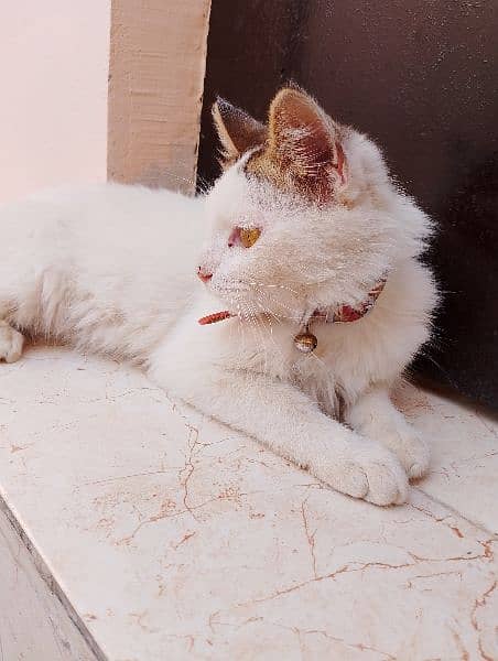 Persian Cat 7
