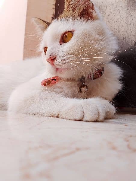 Persian Cat 8