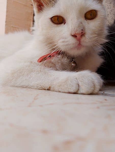 Persian Cat 9