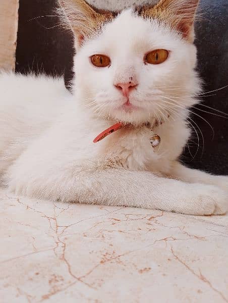 Persian Cat 10