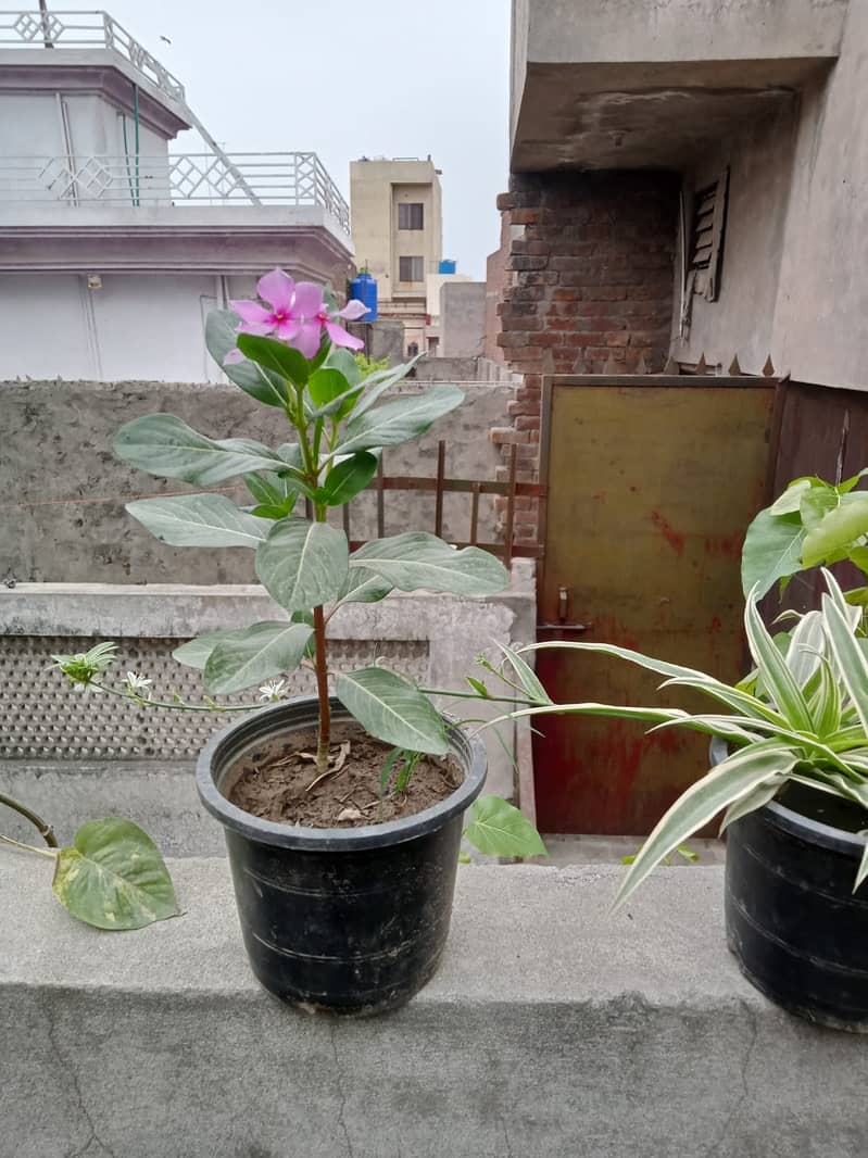 Home plants / flower plants 10