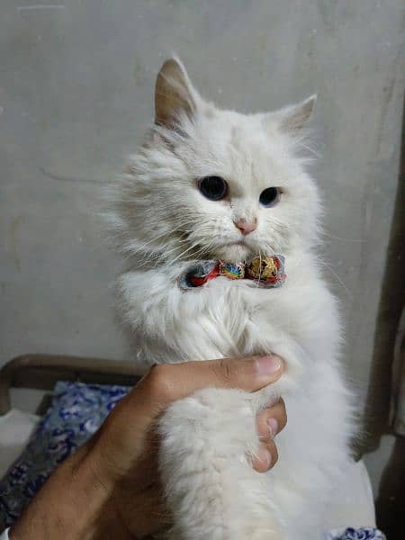 Persian cat for sale 1