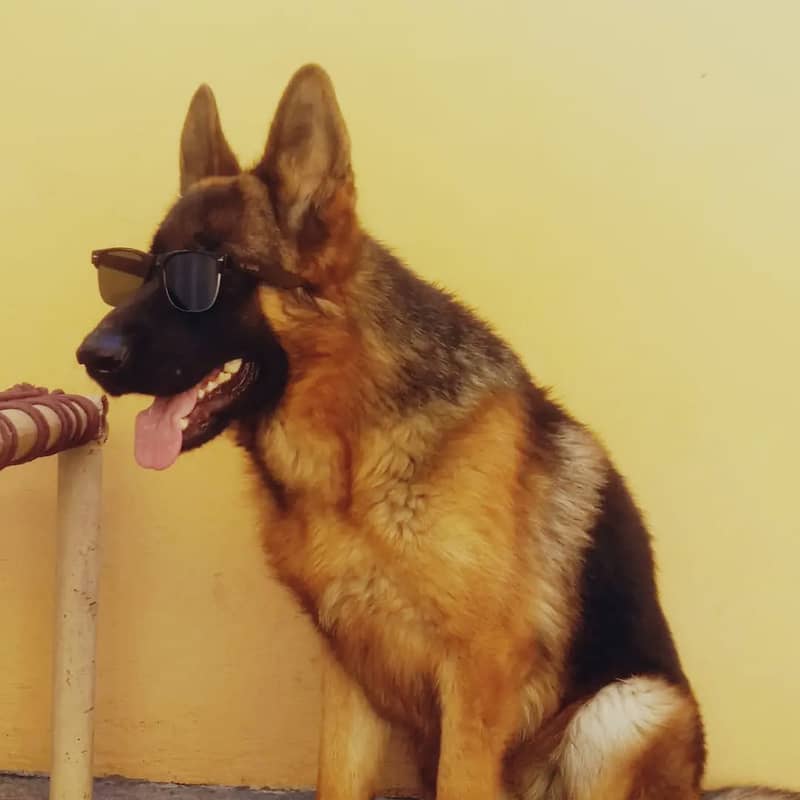 2 years old German Shephard for sale 1