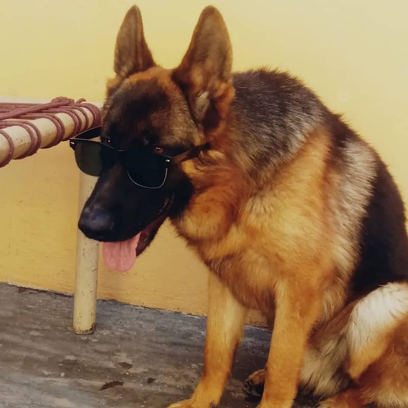 2 years old German Shephard for sale 2