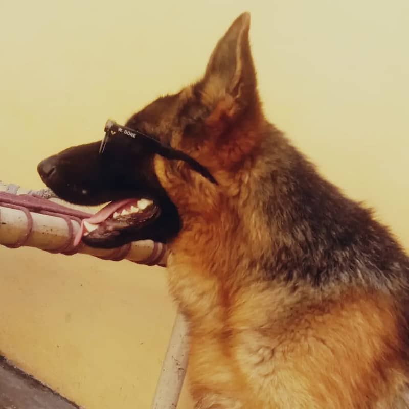 2 years old German Shephard for sale 3