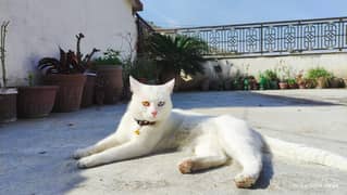 Cat for sale Turkish odd eyes