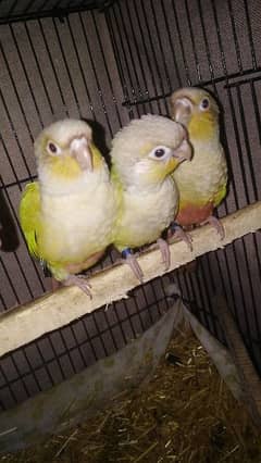 Conure pair