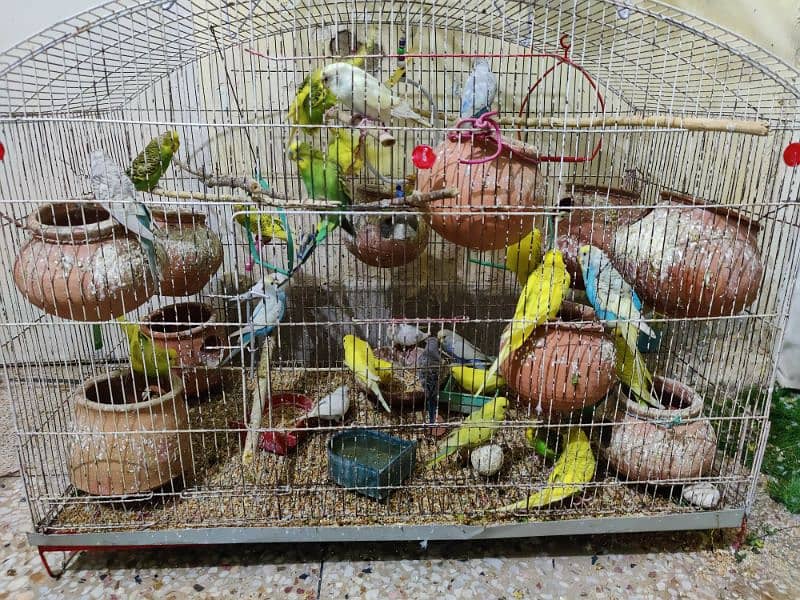 budgie parrot for sale 3