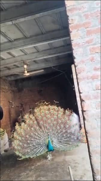 peacock 0